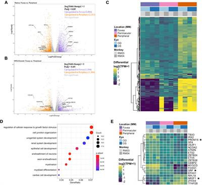 Transcriptional mapping of the macaque retina and RPE-choroid reveals conserved inter-tissue transcription drivers and signaling pathways